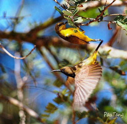Picture 4 of The world tries to protect sparrows