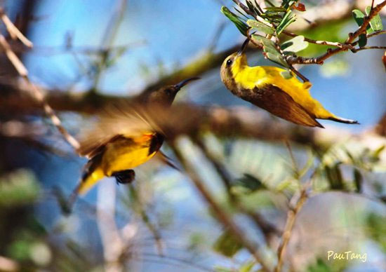 Picture 5 of The world tries to protect sparrows