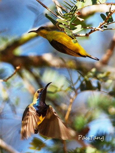 Picture 6 of The world tries to protect sparrows