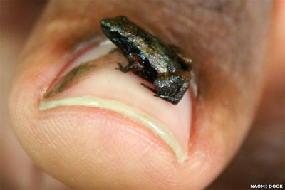 Picture 10 of The world's 10 most exotic and endangered amphibians