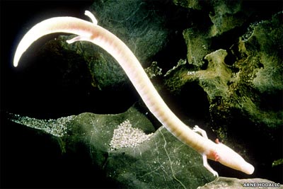 Picture 7 of The world's 10 most exotic and endangered amphibians