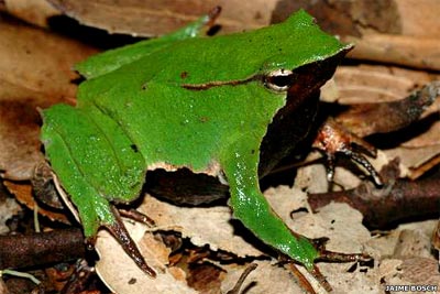 Picture 8 of The world's 10 most exotic and endangered amphibians