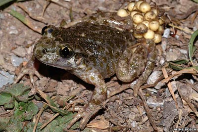 Picture 9 of The world's 10 most exotic and endangered amphibians