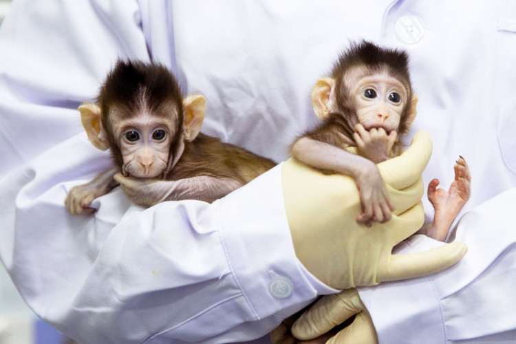 Picture 1 of The world's first humanized double monkey fate in China