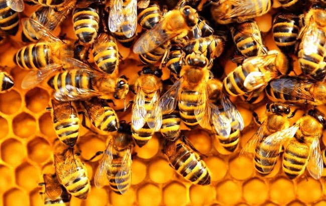 Picture 1 of The world's first vaccine for honey bees