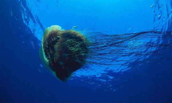 Picture 7 of The world's largest animal forces