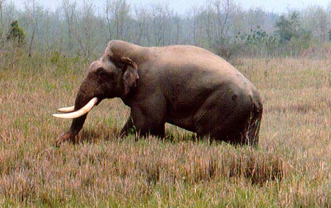 Picture 1 of The world's largest Asian elephant may have died