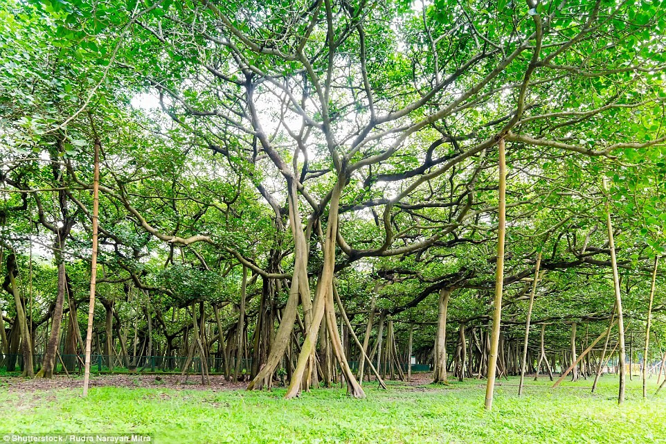 The world's largest banyan tree