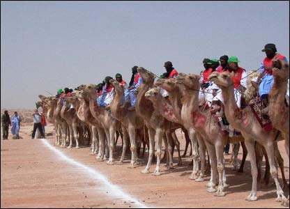Picture 3 of The world's largest camel race