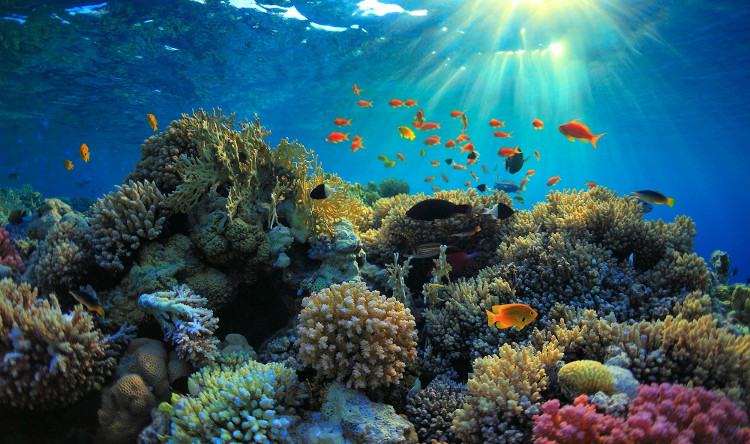 Picture 1 of The world's largest coral reef is dying
