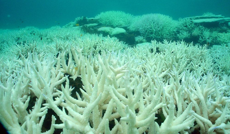 Picture 2 of The world's largest coral reef is dying