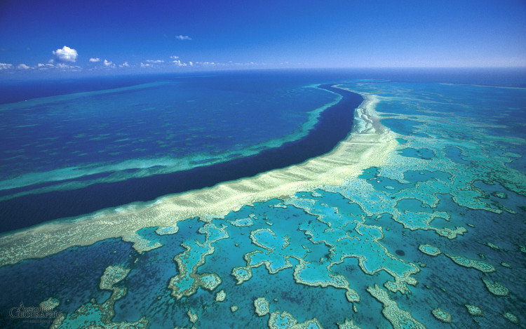 Picture 1 of The world's largest coral reefs face the risk of permanent wiping