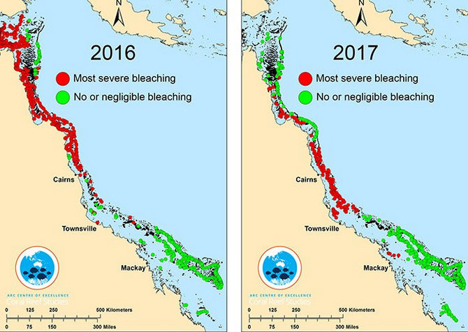 Picture 3 of The world's largest coral reefs face the risk of permanent wiping