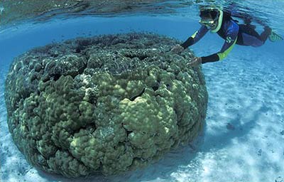 Picture 1 of The world's largest coral system is threatened
