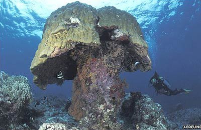 Picture 2 of The world's largest coral system is threatened