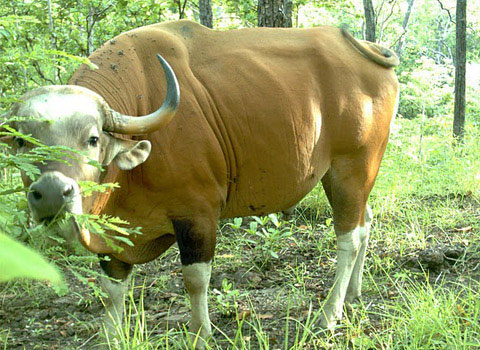 Picture 1 of The world's largest cow population is threatened