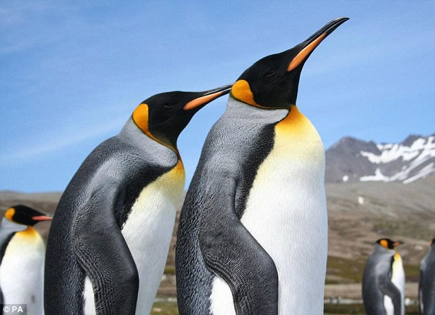 Picture 3 of The world's largest penguin kingdom collapsed mysteriously