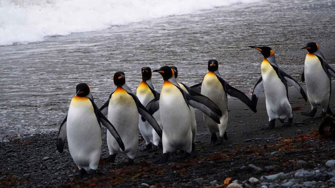 Picture 4 of The world's largest penguin kingdom collapsed mysteriously