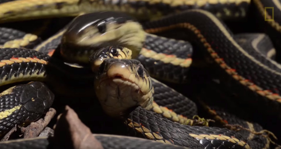 Picture 1 of The world's largest snake cave awakens after hibernation