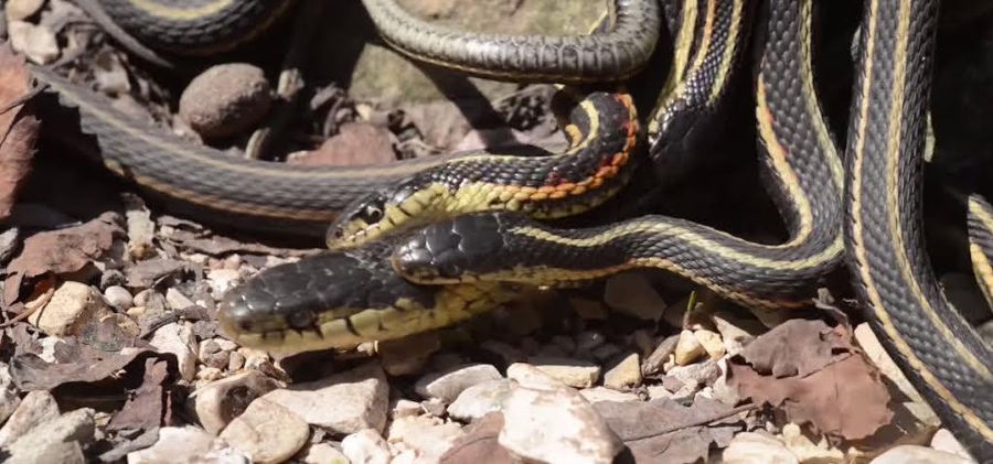 Picture 10 of The world's largest snake cave awakens after hibernation