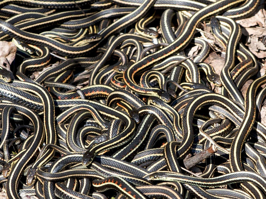 Picture 3 of The world's largest snake cave awakens after hibernation