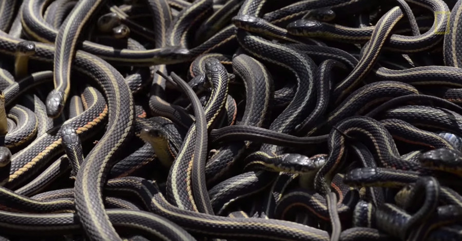 Picture 4 of The world's largest snake cave awakens after hibernation
