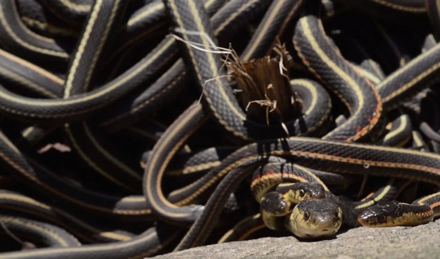 Picture 5 of The world's largest snake cave awakens after hibernation