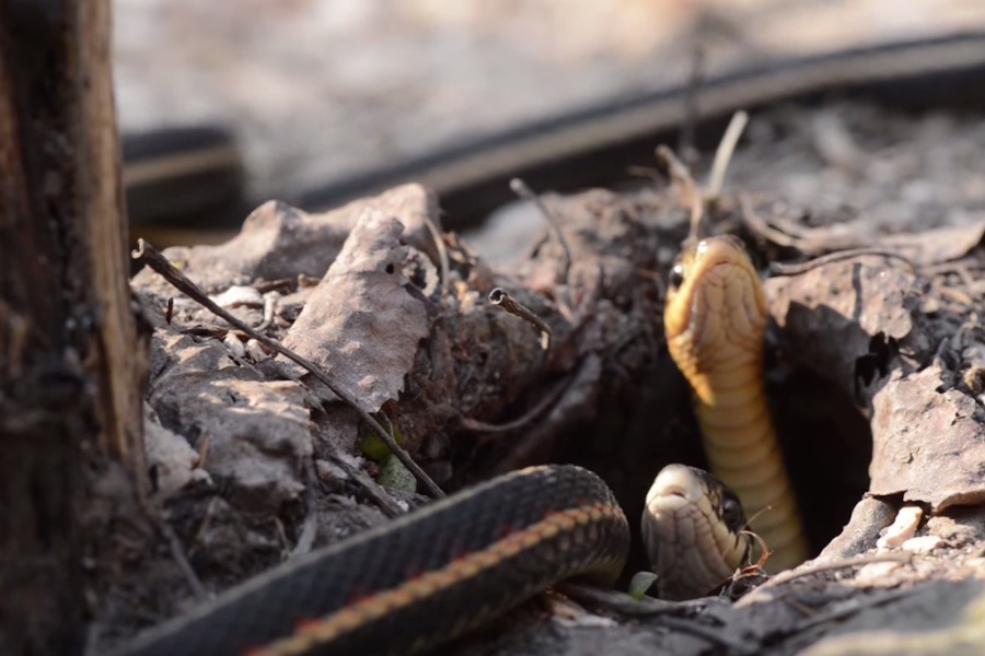 Picture 8 of The world's largest snake cave awakens after hibernation