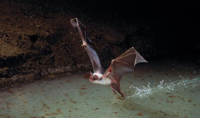 Picture 6 of The world's largest vocal animals