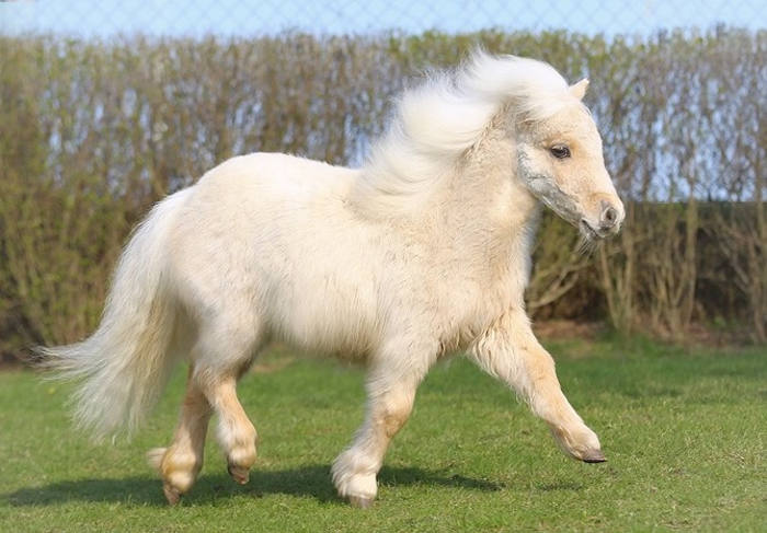 Picture 1 of The world's most exclusive dwarf horse
