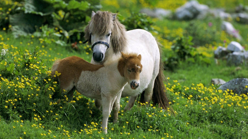 Picture 11 of The world's most exclusive dwarf horse