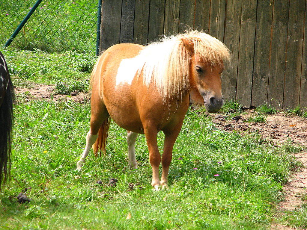 Picture 12 of The world's most exclusive dwarf horse