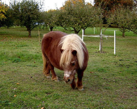 Picture 2 of The world's most exclusive dwarf horse