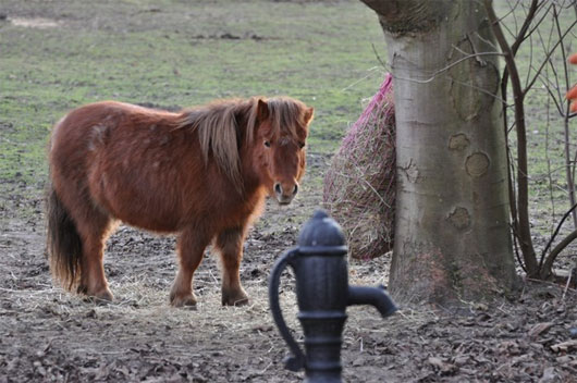 Picture 3 of The world's most exclusive dwarf horse