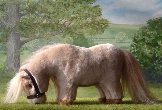 Picture 4 of The world's most exclusive dwarf horse