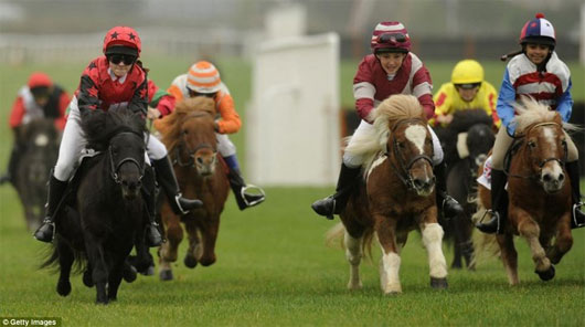 Picture 5 of The world's most exclusive dwarf horse