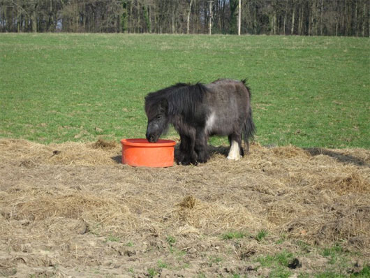 Picture 6 of The world's most exclusive dwarf horse