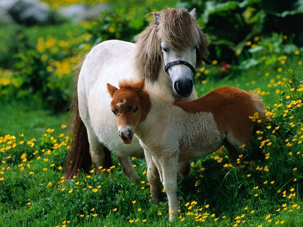 the-world-s-most-exclusive-dwarf-horse