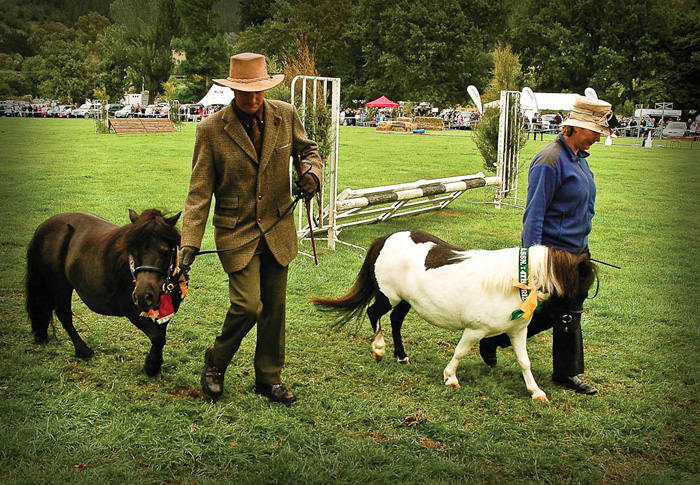 Picture 8 of The world's most exclusive dwarf horse