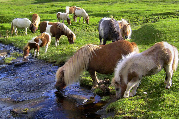 Picture 9 of The world's most exclusive dwarf horse