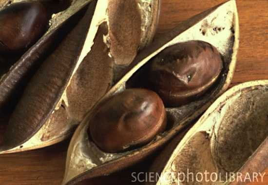 Picture 11 of The world's most exclusive foods