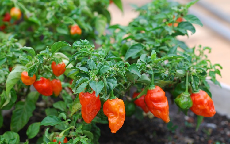 Picture 15 of The world's most exclusive foods