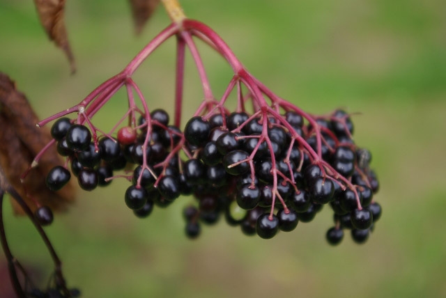 Picture 16 of The world's most exclusive foods