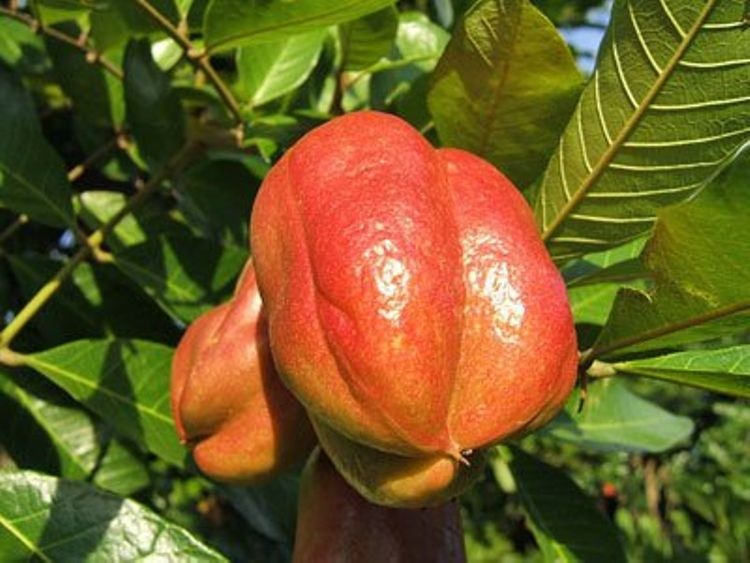 Picture 7 of The world's most exclusive foods