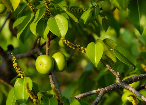 Picture 1 of The world's most exclusive tree species