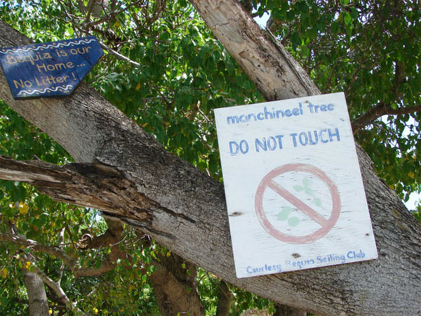Picture 2 of The world's most exclusive tree species