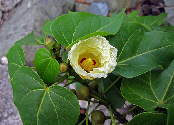 Picture 3 of The world's most exclusive tree species