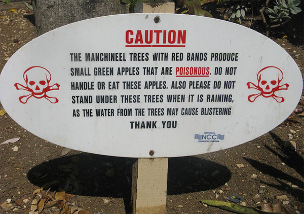 Picture 4 of The world's most exclusive tree species
