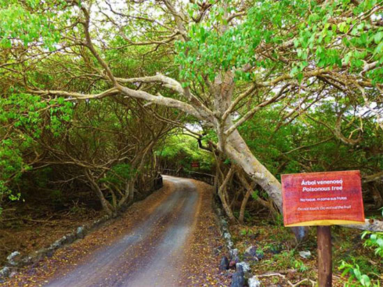 Picture 5 of The world's most exclusive tree species