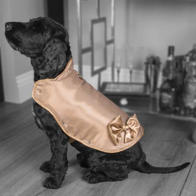 Picture 2 of The world's most expensive dog jacket